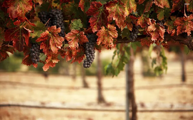 Musim gugur di kebun anggur