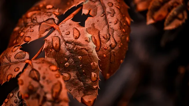 ใบไม้ร่วงกับเม็ดฝน 4K วอลเปเปอร์