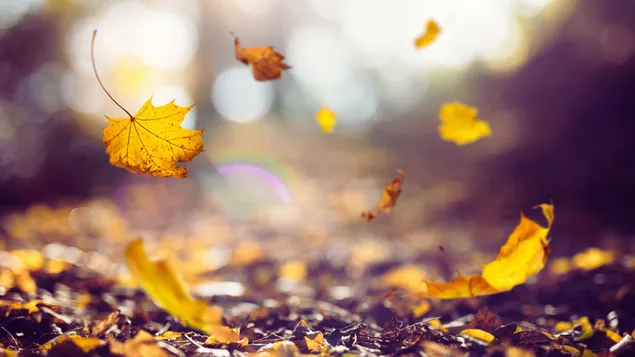Rudens sezonas – krentantys sausi lapai ant žemės 4K ekrano užsklanda