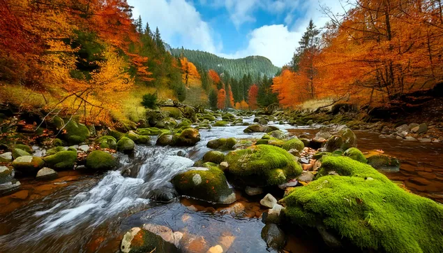 Rudens sezonas miške 2K ekrano užsklanda