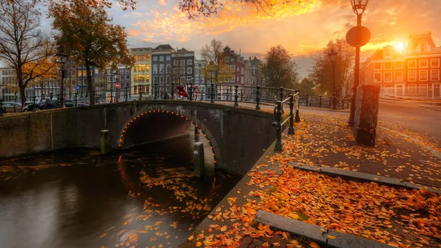 秋、日没、橋、街、葉、家、アムステルダム