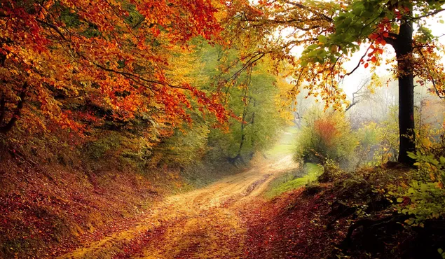 con đường rừng mùa thu