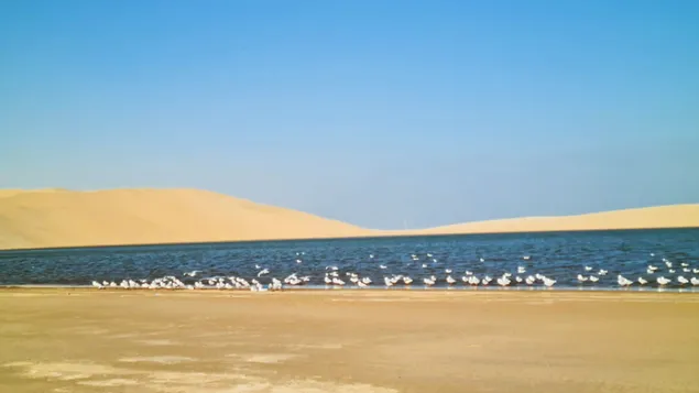Aves en la orilla del desierto