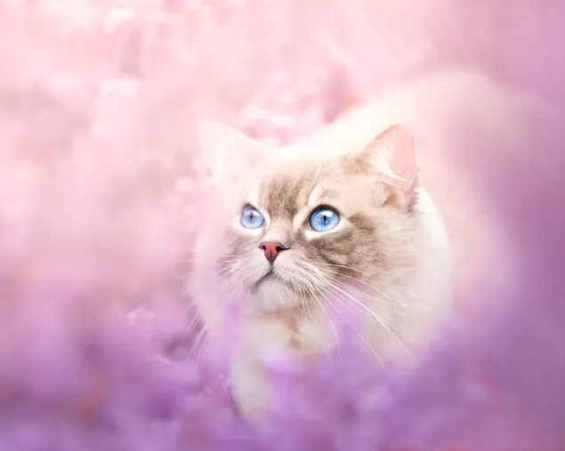 Awesome-looking cute cat with blue eyes among the mist in pink tones