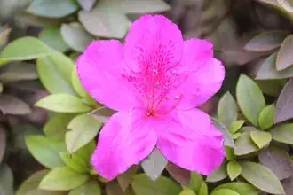 Azalea Rose 4K háttérkép