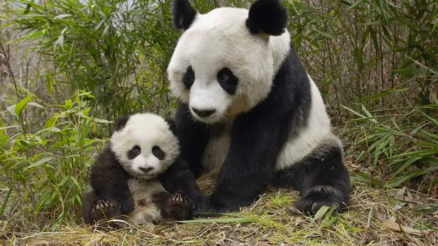 Baby en mama panda
