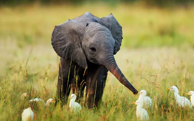 Baby elephant and baby white birds on the grass
