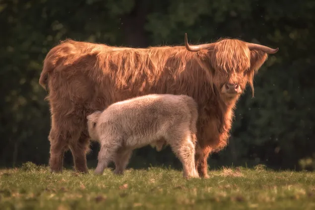 baba hooglandbeeste en moederhooglandbeeste wat melk van hul ma op die gras in die natuur ontvang aflaai