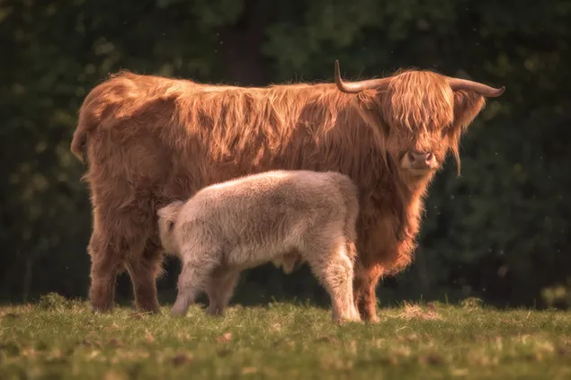 Baby hooglandrunderen en moeder hooglandrunderen krijgen melk van hun moeder op het gras in de natuur HD achtergrond