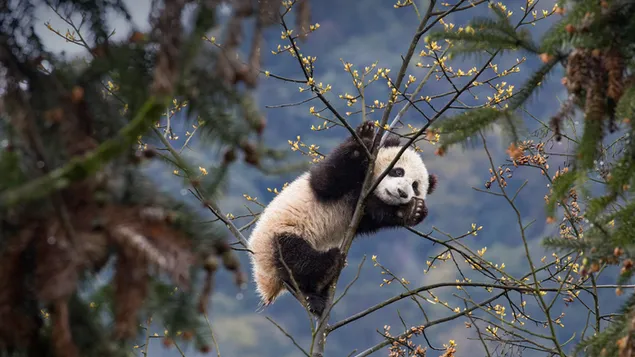 Baby panda klimmen