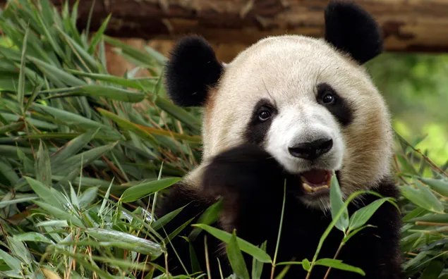 Babypanda die bamboe eet