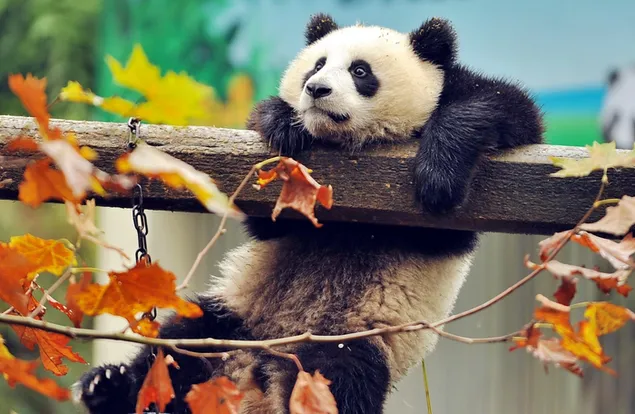 Babypanda, der an einem Zaun hängt 2K Hintergrundbild