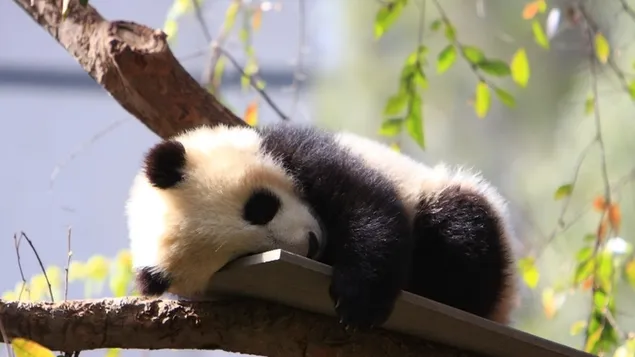 Bebè panda dormint baixada