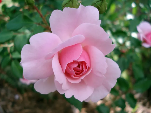 Baby-Rosa-Rose hautnah 4K Hintergrundbild