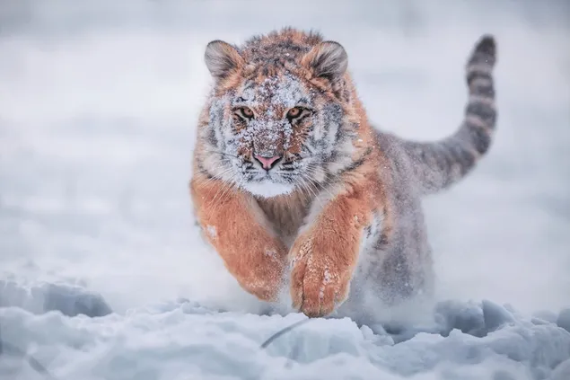 Sibirischer Babytiger, der auf schneebedecktem Boden läuft herunterladen