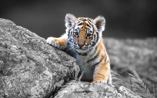 Baby tiger on black and white cliffs shot in blurred background