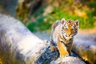 Tigre bebê 2K papel de parede