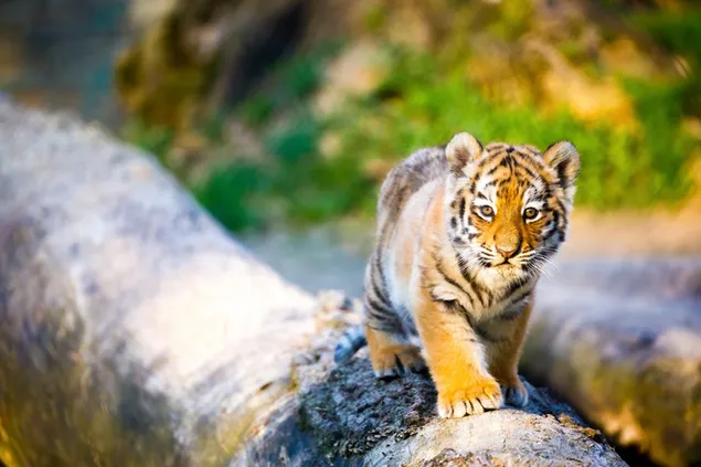 Baby tiger 2K wallpaper