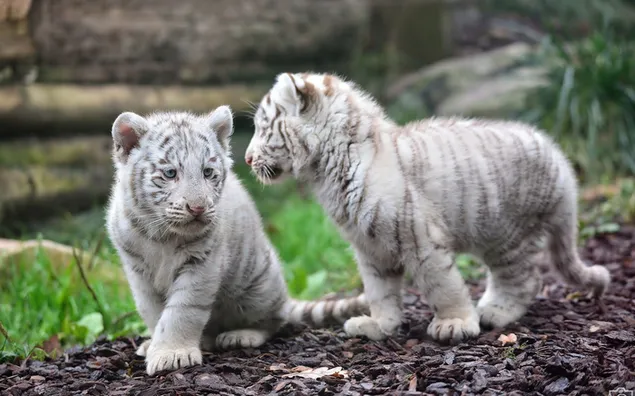 Baby witte tijgers spelen in de grond bij rotsen en groen gras in de natuur