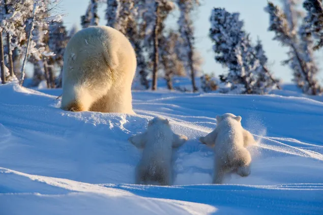 oso polar bebe descargar