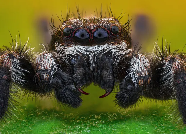 Achtergrond wazige foto van springende spin met kleurrijke ogen en majestueuze veren download