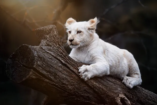 白い赤ちゃんライオン