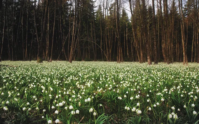 白い花の森