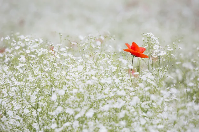白いカスミソウの花畑の中で目立つ赤いポピーの花
