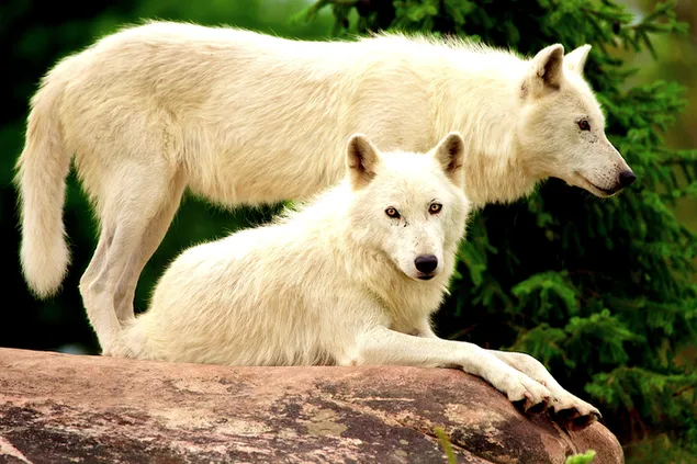 白いオオカミのペア
