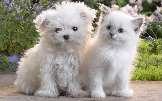 白い子犬と子猫