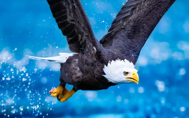 kaalarend bo die blou waters aflaai