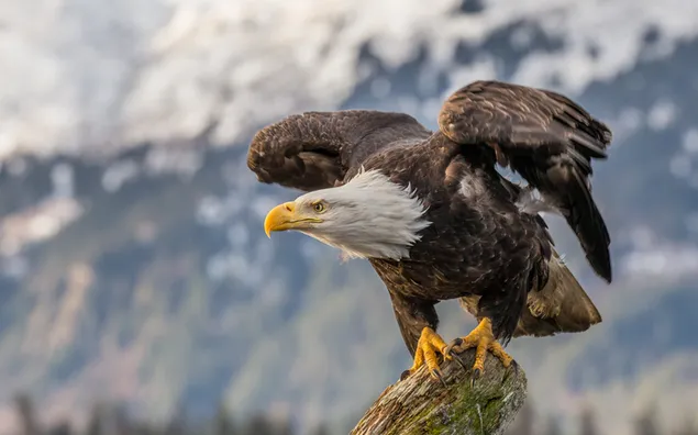 Bald eagle posing with snowy mountain view download