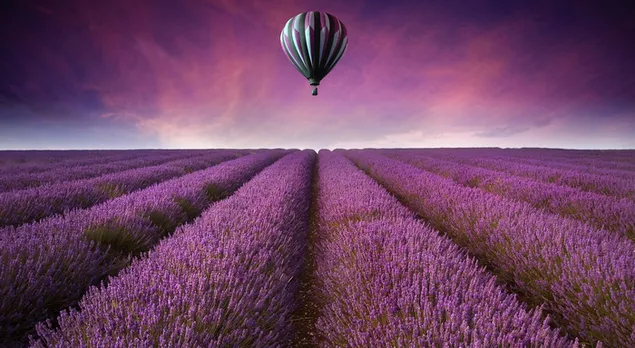Ballonfliegen im Lavendelgarten 2K Hintergrundbild