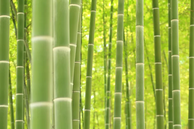Bamboe Bush download