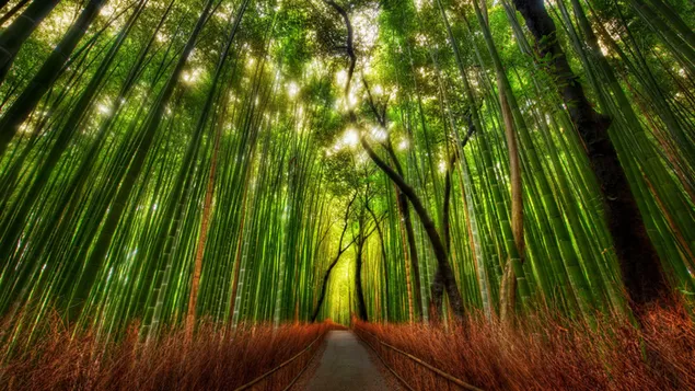 Bosque y árboles de bambú 2K fondo de pantalla