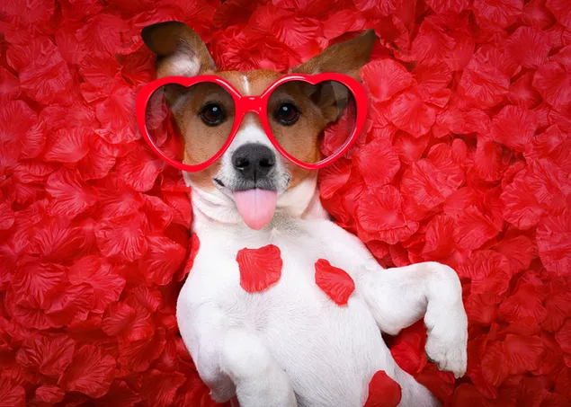 バレンタインデー-ハートグラスのかわいい犬