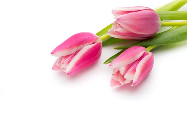 バレンタインデー-ピンクのチューリップの花