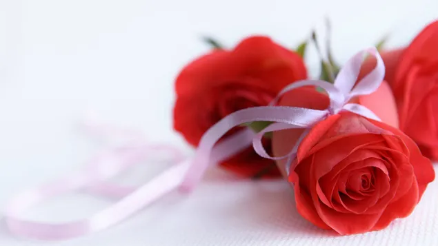 バレンタインデー-素敵な赤いバラ ダウンロード