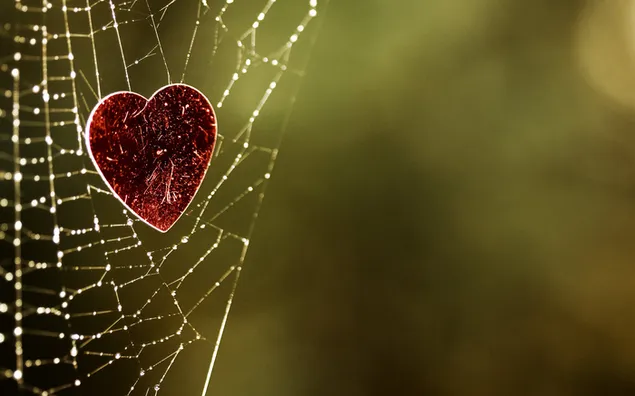 バレンタインデー-蜘蛛の巣に心が詰まっている