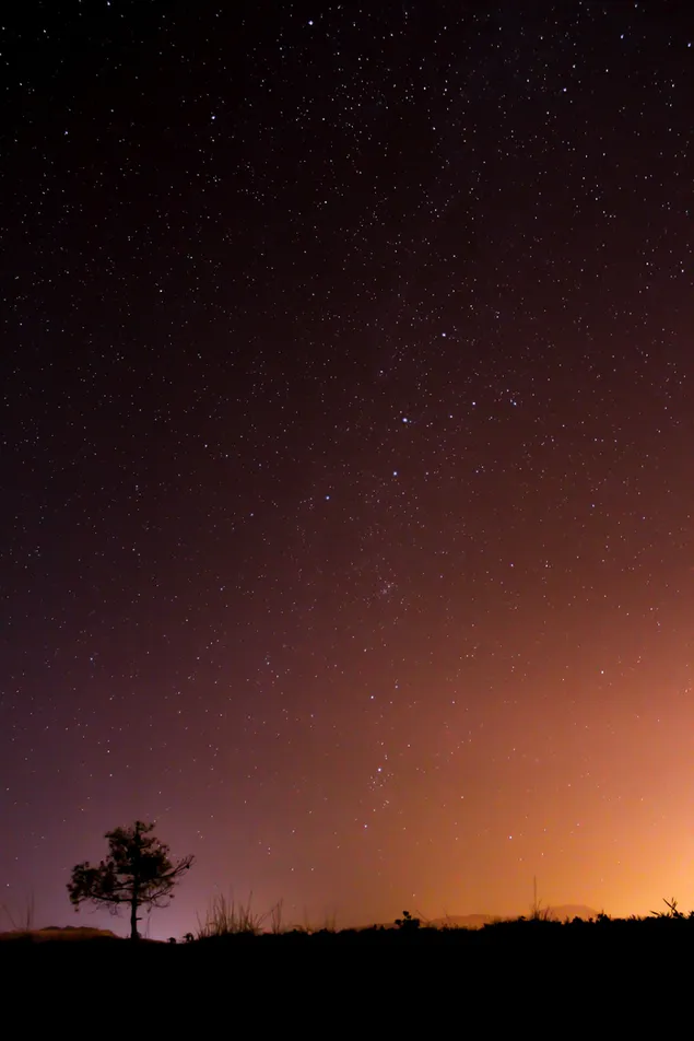 Baum und Sterne mit Gegenlicht-Fotografie-Technik aufgenommen