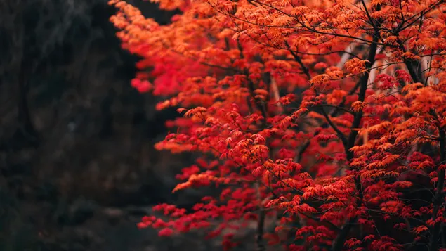 Bäume im Herbst herunterladen