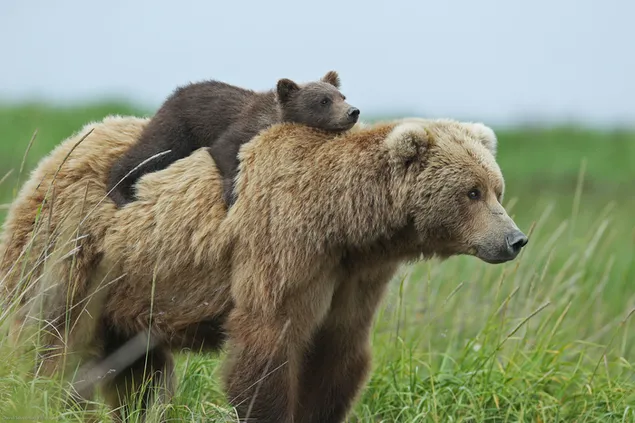 Bear Cub gaat rijden