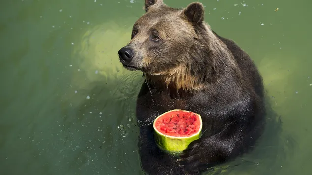 Bär, der Wassermelone isst