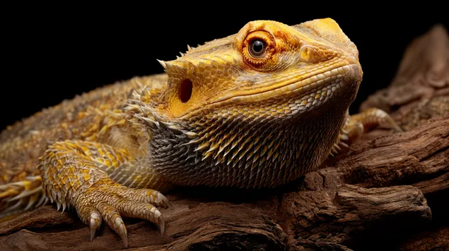 پرتره نزدیک از مارمولک اژدهای ریش‌دار کاغذدیواری  4K