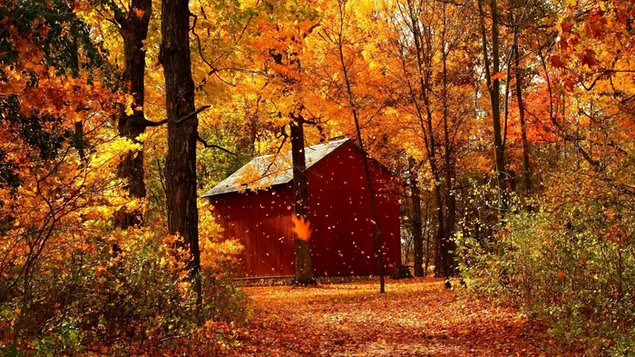 Schöner Herbst im Wald HD Hintergrundbild