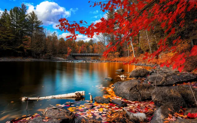 美しい秋の季節の景色 ダウンロード