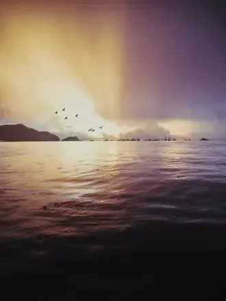 beautiful birds are flying in sky download