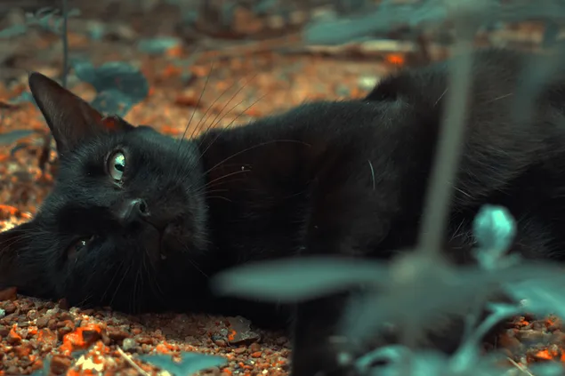hermoso gato negro 4K fondo de pantalla