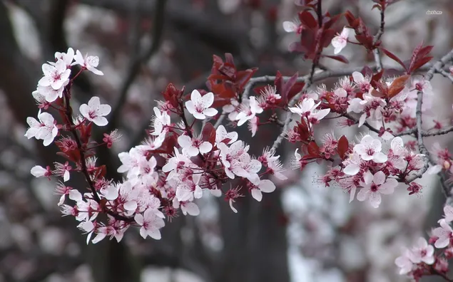 Schöne Blüten herunterladen