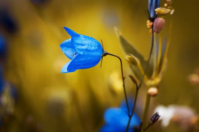 Bunga lonceng biru yang indah